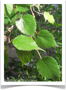 Morus microphylla, Texas Mulberry