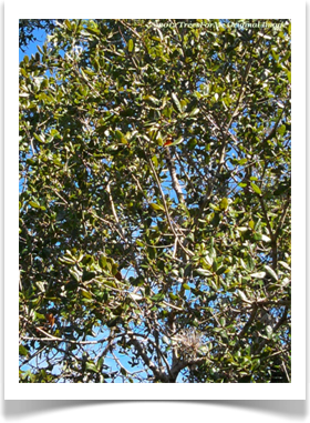 Quercus myrtifolia, Myrtle Oak, foliage