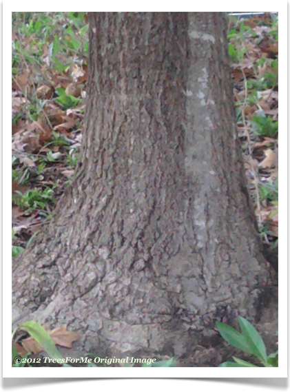 Quercus rubra, Northern Red Oak