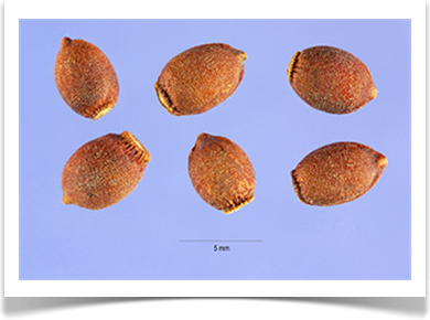 pacific yew taxus brevifolia seeds