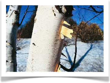 paper birch bark