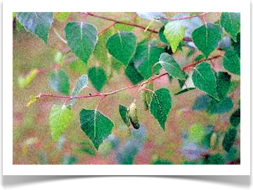 paper birch betula papyrifera leaves