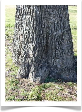 Carya illinoinensis, pecan tree, trunk base