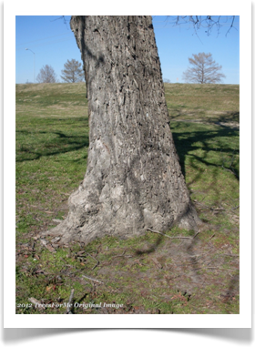 Carya illinoinensis, pecan tree, base
