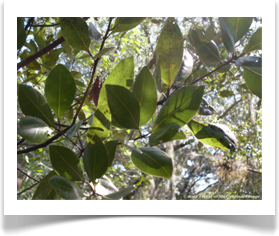 Persea borbonia, Redbay, venation