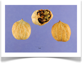 Carya glabra, Pignut Hickory, nuts