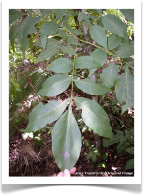 Carya glabra, Pignut Hickory, leaves