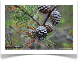 Cones of Pinus contorta
