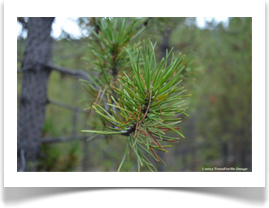 Needles of lodgepole pine, Pinus contorta