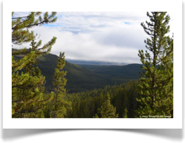 Lodgepole Pine covered mountains