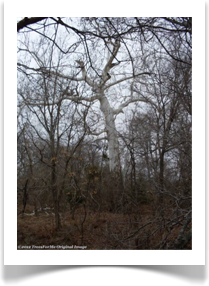 Platanus occidentalis, American Sycamore, white trees in winter