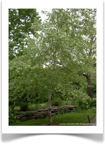 Platanus occidentalis, American Sycamore, young tree