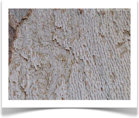 Platanus occidentalis, American Sycamore, bark texture close up