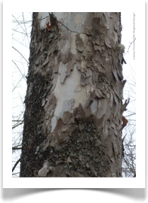 Platanus occidentalis, American Sycamore, peeling bark