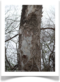 Platanus occidentalis, American Sycamore, distinct trunk