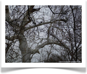 Platanus occidentalis, American Sycamore, white branches exposed in winter