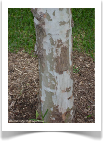 Platanus occidentalis, American Sycamore, bark example