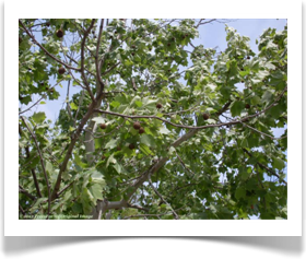 Platanus occidentalis, American Sycamore, foliage