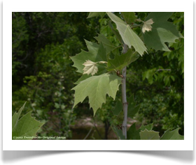 Platanus occidentalis, American Sycamore, new foliage