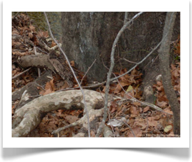 Platanus occidentalis, American Sycamore, root bark close up