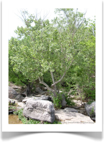 Platanus occidentalis, American Sycamore, growing in a streambed island