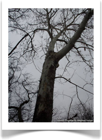 Platanus occidentalis, American Sycamore, up into the exposed winter canopy