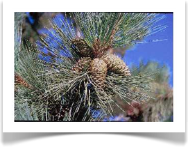 Ponderosa pine, Pinus ponderosa cone cluster