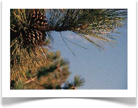 Ponderosa pine, Pinus ponderosa needles and cone