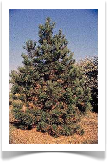 Ponderosa pine, Pinus ponderosa young tree