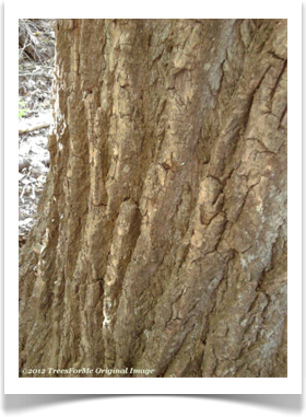 Populus deltoides ssp deltoides, Eastern Cottonwood