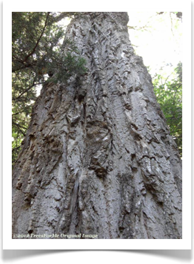 Populus deltoides ssp deltoides, Eastern Cottonwood