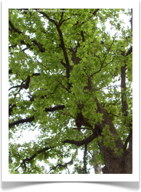 Post Oak canopy