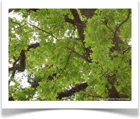 Quercus coccinea, Scarlet Oak, spring foliage