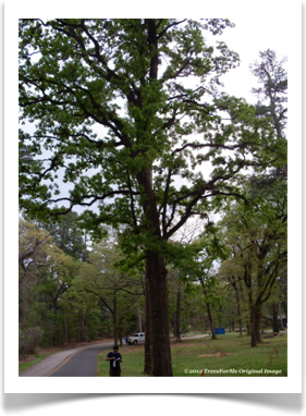 Post Oak, mature tree