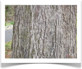 Quercus coccinea, Scarlet Oak, mature bark