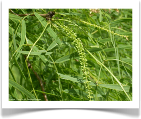 Prosopis glandulosa var. glandulosa, Honey Mesquite, budding flowers