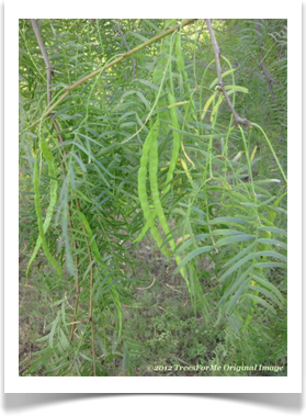 Prosopis glandulosa var. glandulosa, Honey Mesquite, green, unripened seed pods