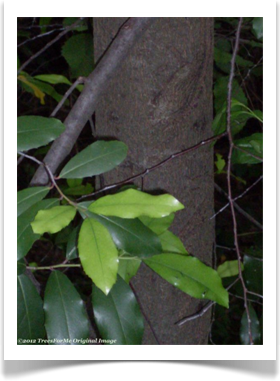 Prunus caroliniana, Carolina Laurelcherry, leaves and bark