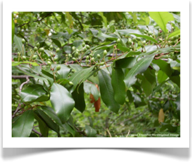 Prunus caroliniana, Carolina Laurelcherry, fruit and foliage