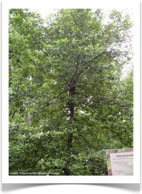 Prunus caroliniana, Carolina Laurelcherry, young tree