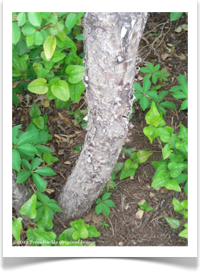 Prunus mexicana, Mexican Plum, peeling bark texture
