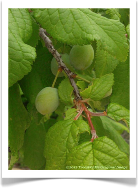 Prunus mexicana, Mexican Plum, new leaf stem growth