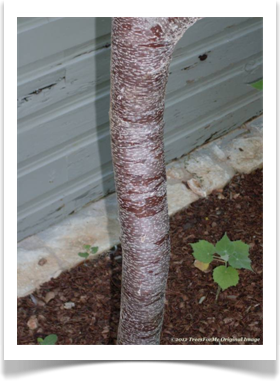 Ptelea trifoliata, Common Hoptree, bark example