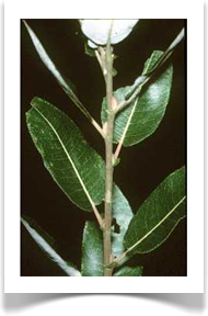 Pussy willow, Salix discolor, leaves close up