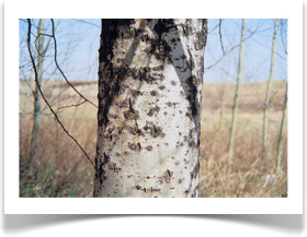 Populus tremuloides, Quaking Aspen, bark