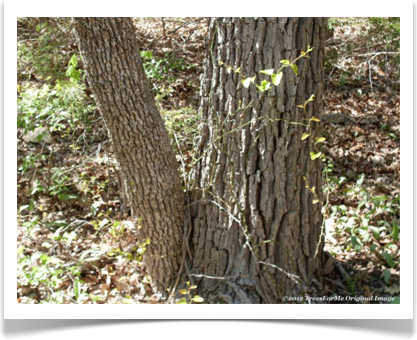 Quercus alba, White Oak, trunk base