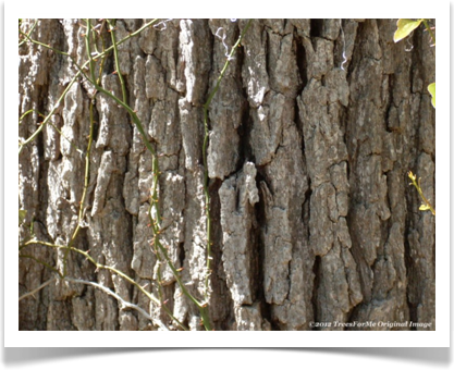 Quercus alba, White Oak, deeply furrowed bark