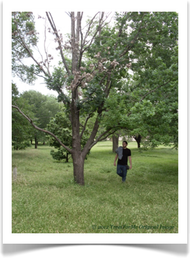 Quercus alba, White Oak, in the fall
