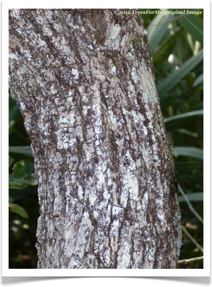 Quercus chapmanii, Chapman oak, bark
