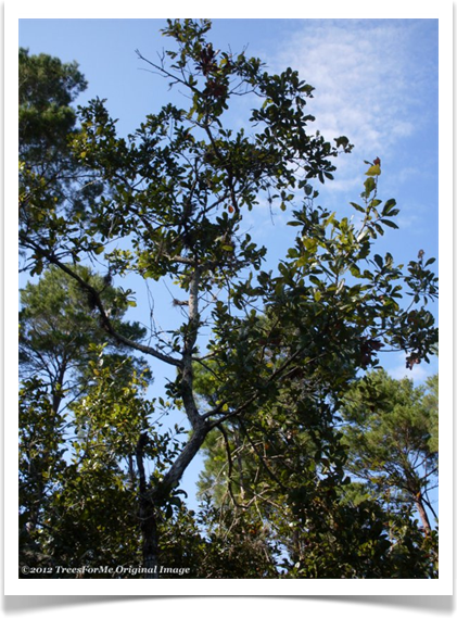 Quercus chapmanii, Chapman oak